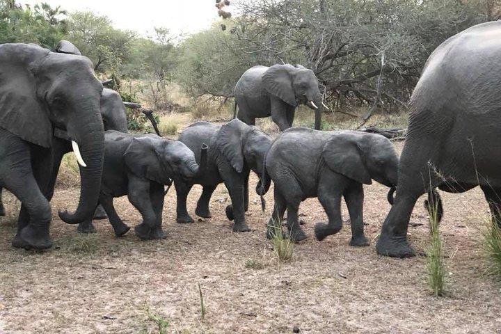 Tanzania safari with guide in Italian, the great Migration of the Serengeti