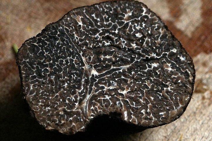 Truffle Hunt & Wine Tasting - Private Tour