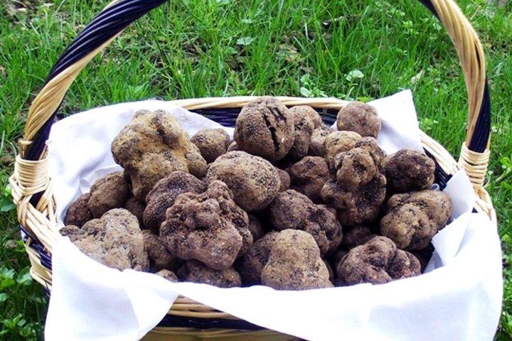Truffle Hunt & Wine Tasting - Private Tour