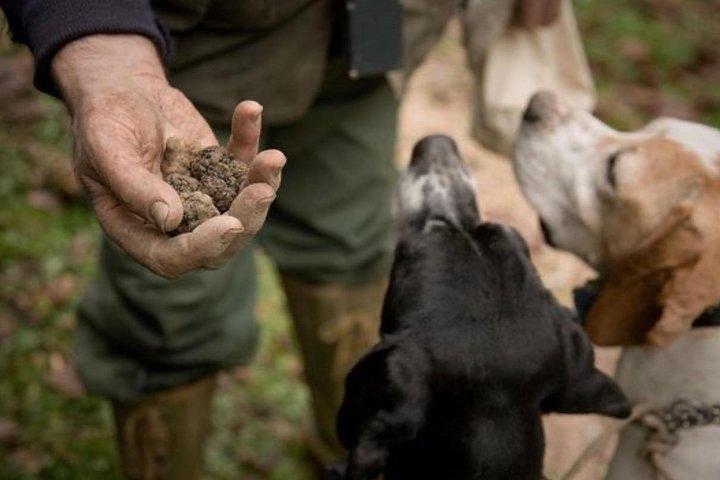 Truffle Hunt & Wine Tasting - Private Tour