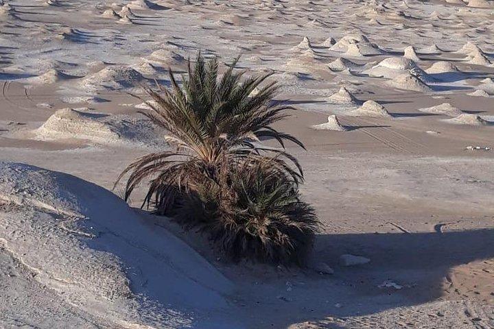 Overnight tour to Baharyia Oasis( Black&White desert with the Crystal mountain)