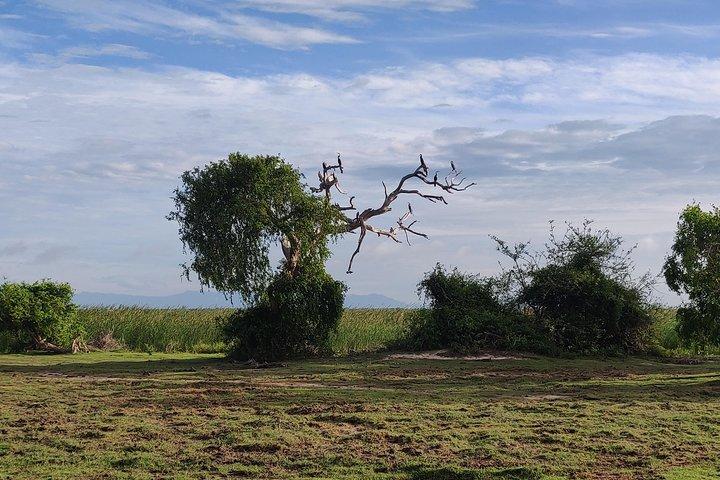Bundala National Park Private Safari with Naturalist