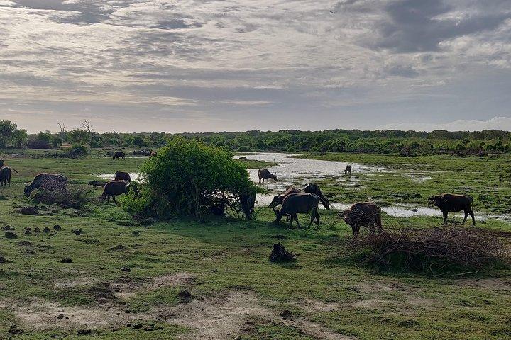 Bundala National Park Private Safari with Naturalist