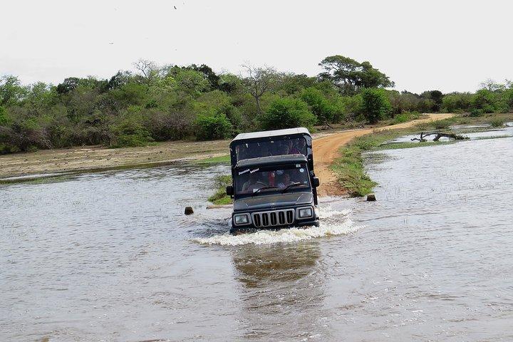 Kumana National Park Safari