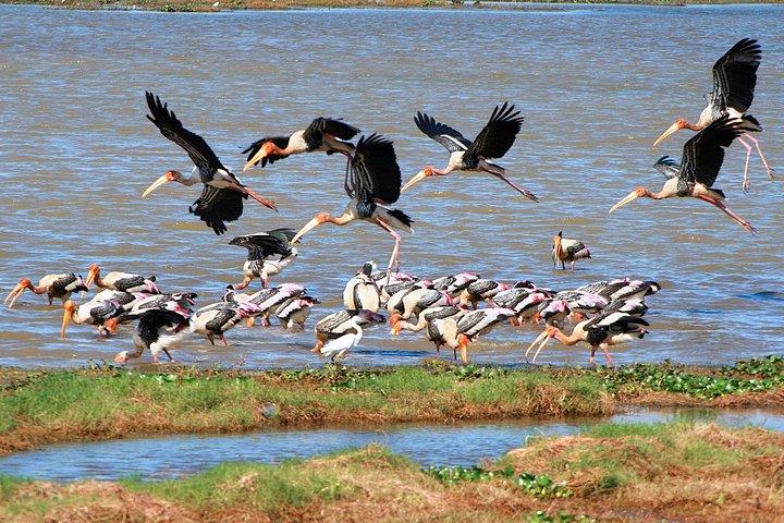 Kumana National Park Safari