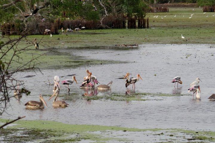 Kumana National Park Safari