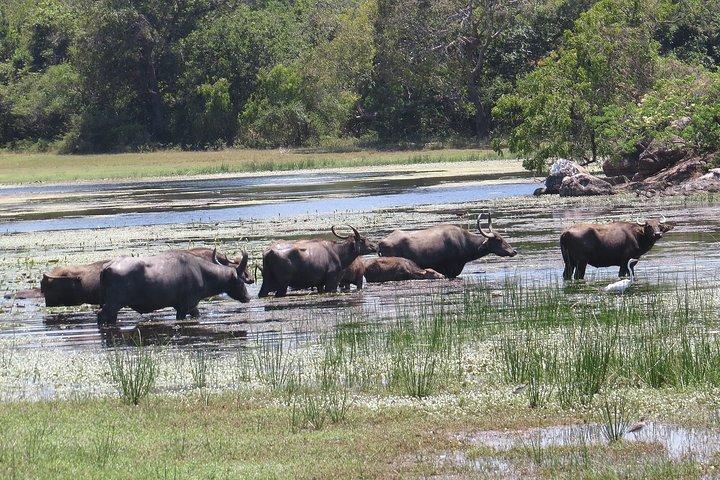 Kumana National Park Safari