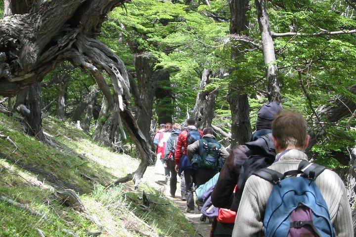 El Chaltén Guided Full Day Tour with Lunch from El Calafate