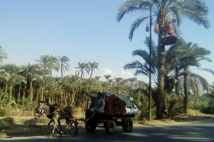 Private Cairo local food and countryside life tour