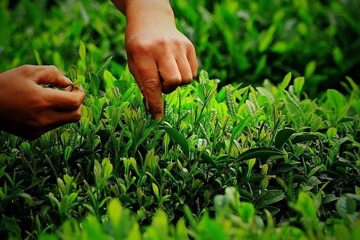 Hangzhou West Lake and Tea Plantation Half Day Tour