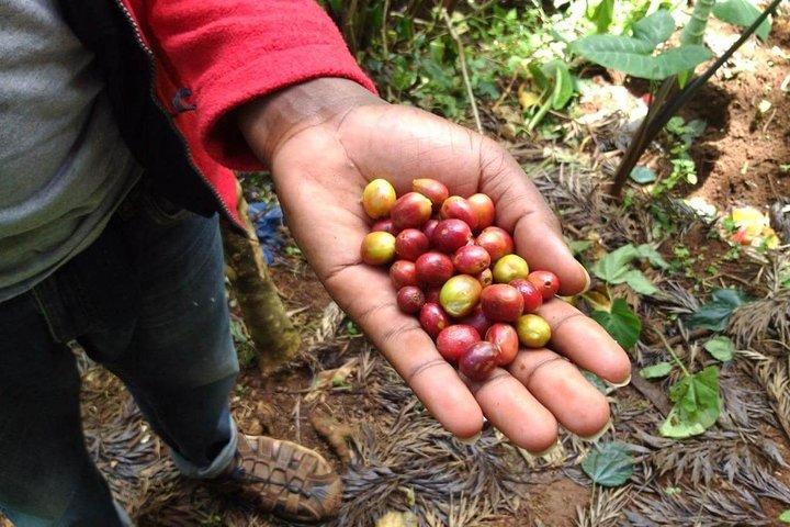 Materuni Waterfalls and Coffee Tour