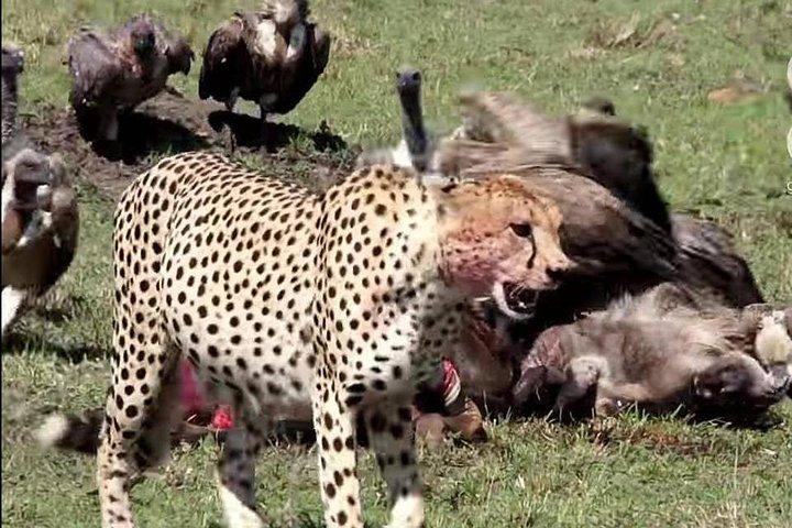 3 Days Great Migration Camping Safari in Maasai Mara National Reserve, Kenya