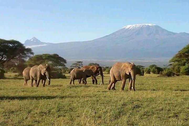 7 Days Great Migration and Budget Safari in Kenya