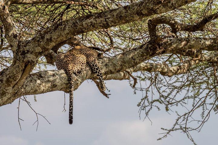 Day trip to manyara National park from Arusha
