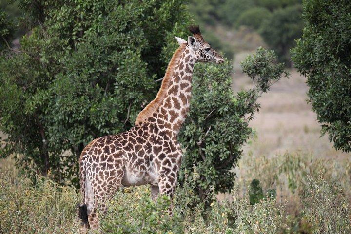Day trip to manyara National park from Arusha