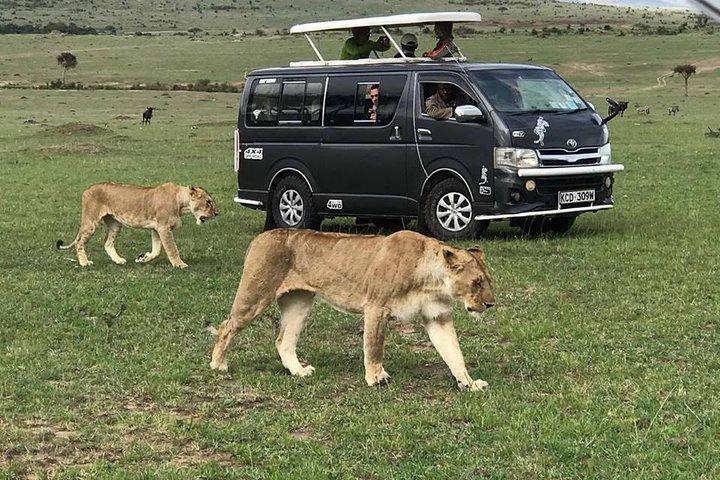 6 Days Unforgettable Safari in Masai Mara, Nakuru, and Amboseli, Kenya