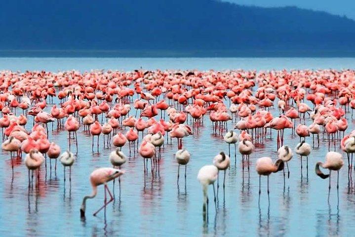 5 Days Budget Safari in Kenya