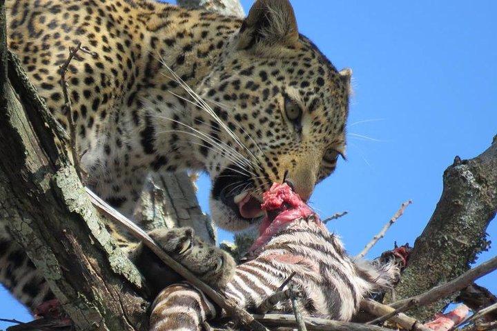 5 Days Great Migration and Budget Safari in Tanzania