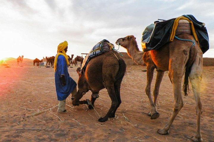 Camel Ride in the agafay desert