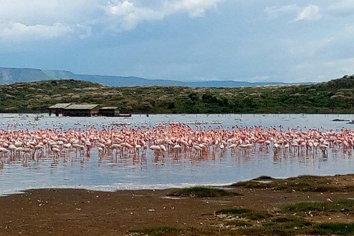 Day excursion lake Nakuru National Park.