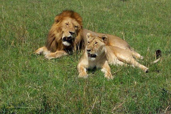 7 Days Great Migration and Budget Safari in Kenya