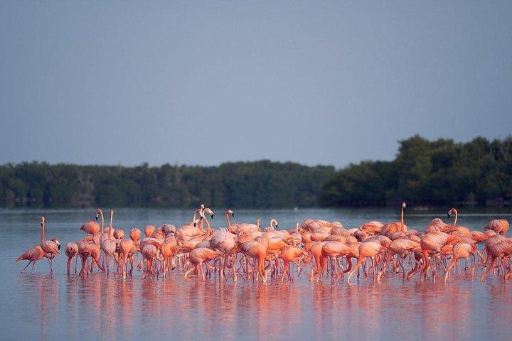 Discover the FABULOUS PINK WATERS at the Caribean (Las Coloradas+Río Lagartos)