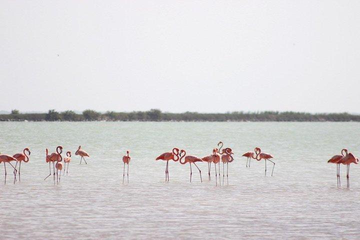 Discover the FABULOUS PINK WATERS at the Caribean (Las Coloradas+Río Lagartos)