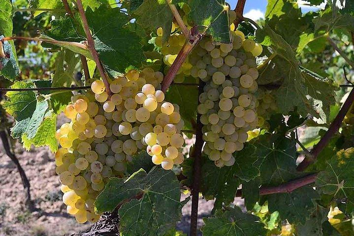 Small-Group Vernaccia di San Gimignano Wine Tour - White and Red Wines