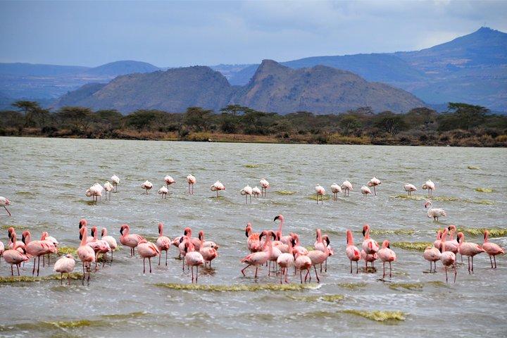 1 Day Safari to Lake Nakuru National Park