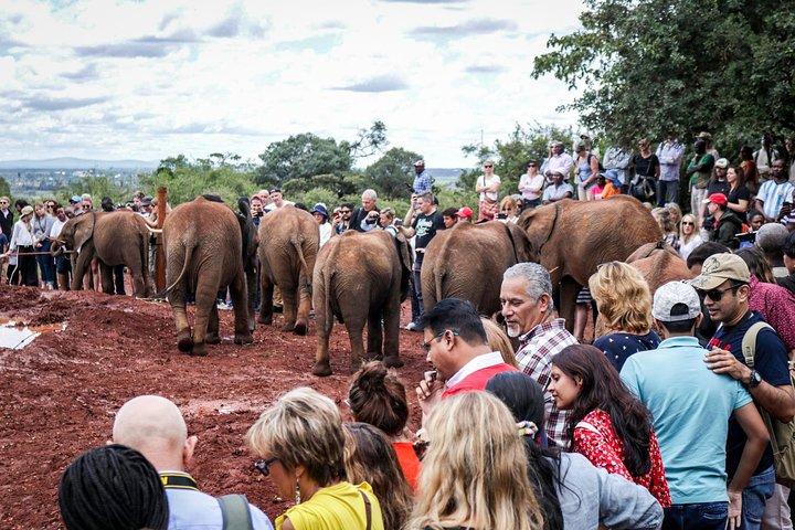 Nairobi City Safari: Park & Elephant orphanage