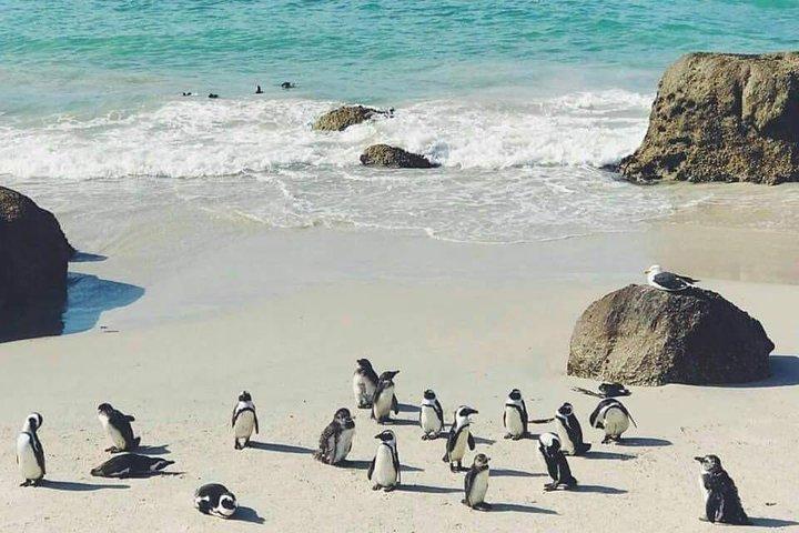 Private Cape Peninsula Tour