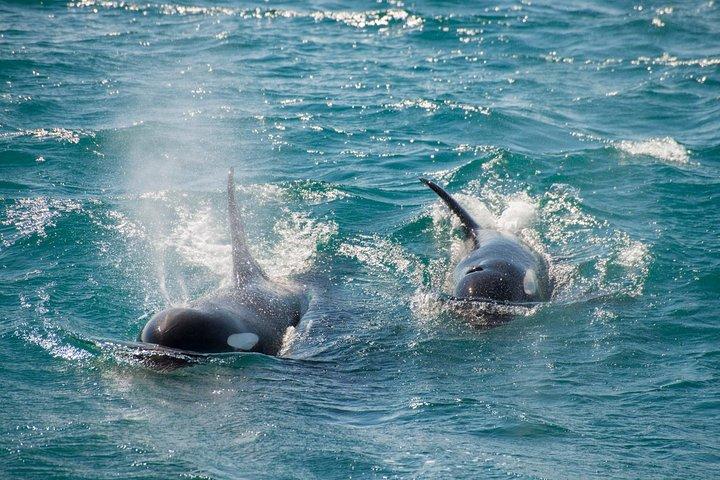 Full-Day Kenai Fjords National Park Cruise