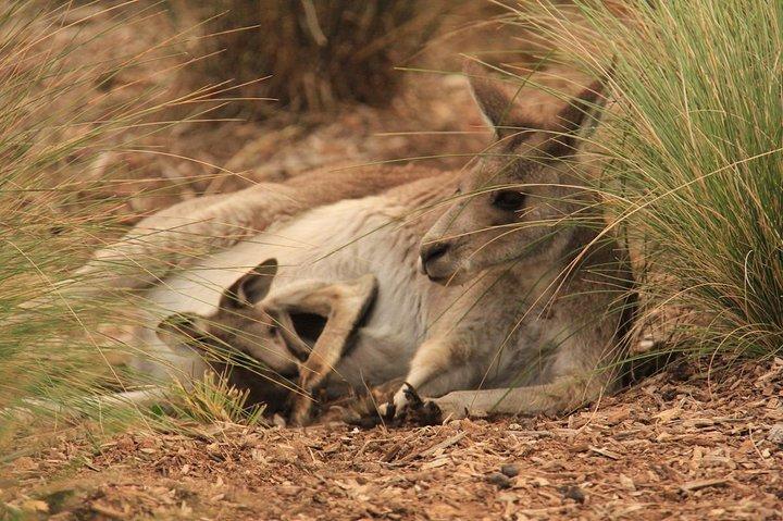 Werribee Open Range Zoo General Admission Ticket