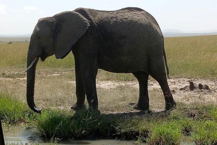 6 Days Maasai Mara - Lake Nakuru - Amboseli.
