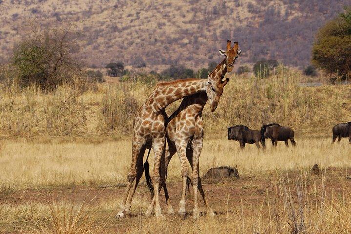 4 Days Tanzania Budget Group Join Safari- Serengeti & Ngorongoro