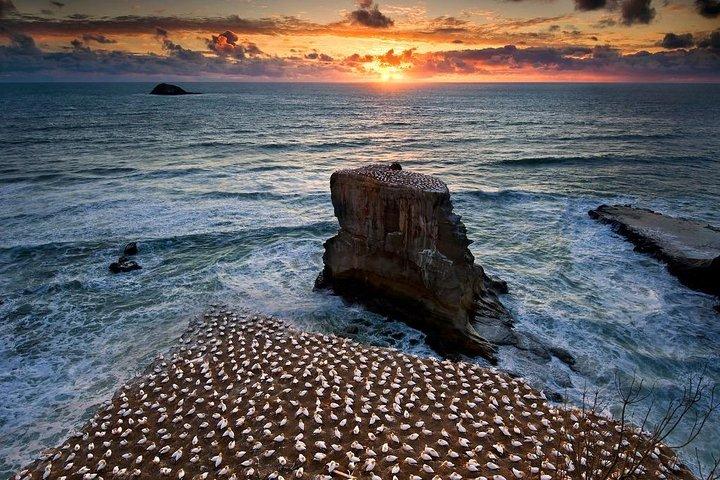West Coast Discovery - Piha Beach or Muriwai Beach from Auckland