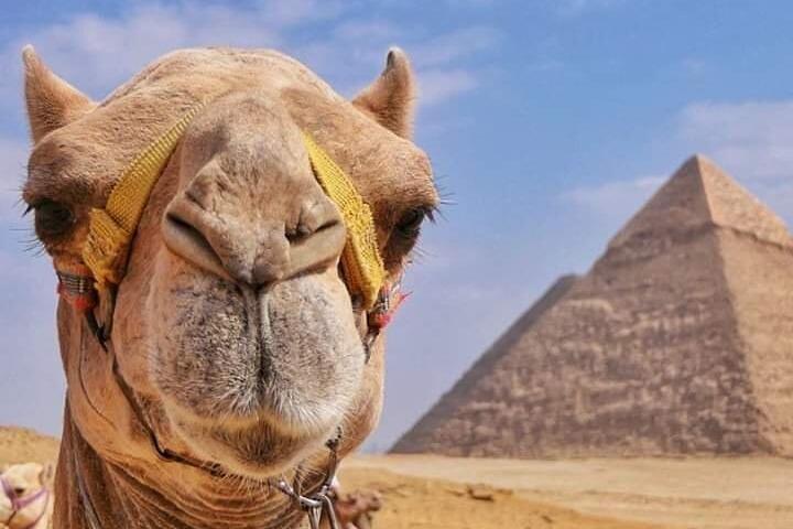 Camel Ride & BBQ Dinner at the Pyramids