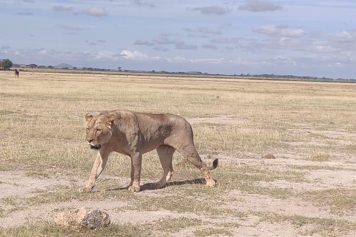 Amboseli Overnight Trip