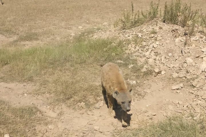 Amboseli Overnight Trip