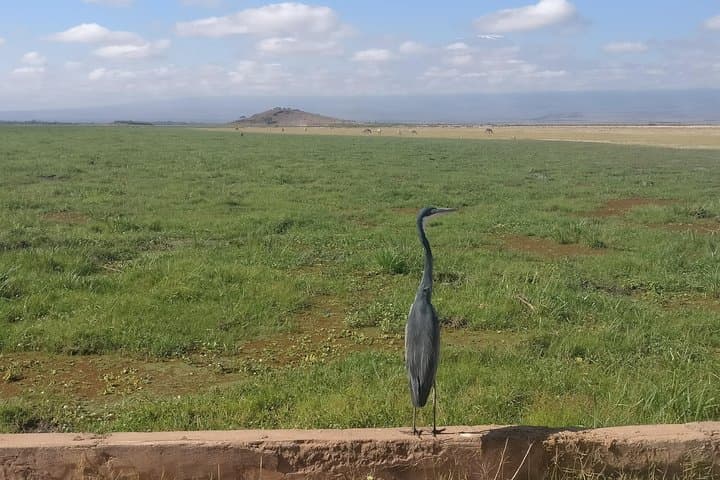 Amboseli Overnight Trip