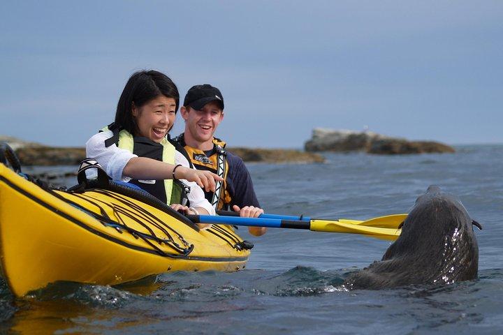 Wildlife Sea Kayaking Tour - Kaikoura