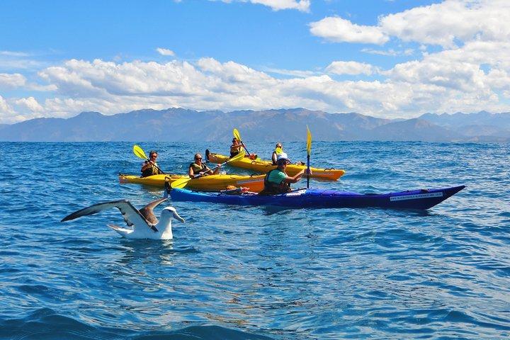 Wildlife Sea Kayaking Tour - Kaikoura