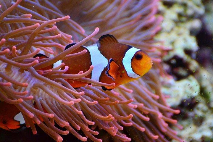 V.I.P Snorkeling & Fishing Tour ( Speed Boat ) Minimum 02 people