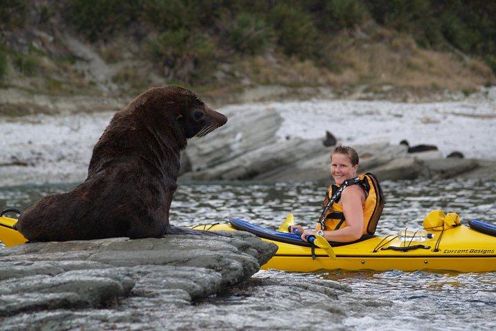 Sunset Evening Kayaking Tour - Kaikoura
