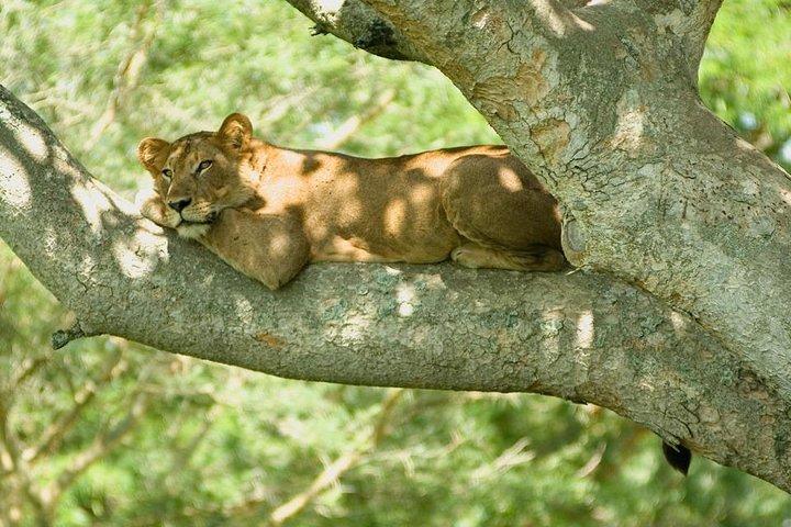 3 days Big five Game Viewing in Queen Elizabeth National Park