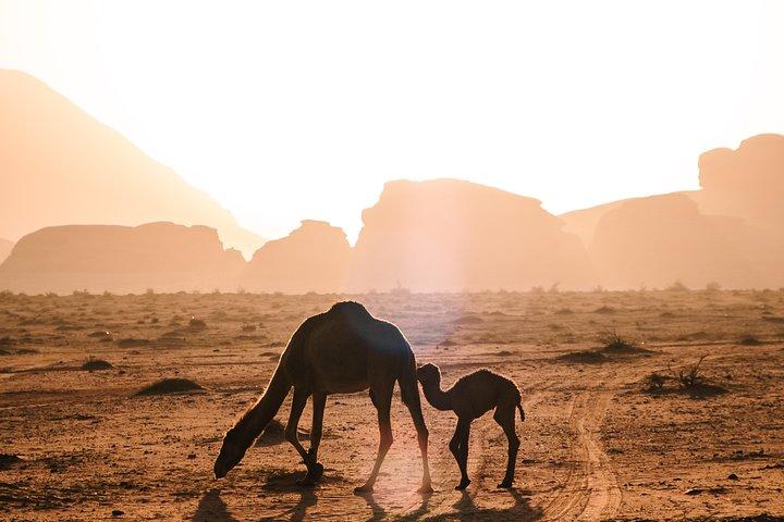 Petra and Wadi Rum One Day Tour