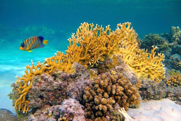 Day-Tour to the Red Sea from Cairo