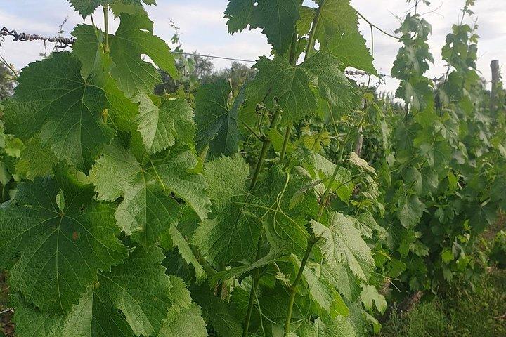 Self-Guided Bike Tour in Luján de Cuyo Wine Region (Mendoza)