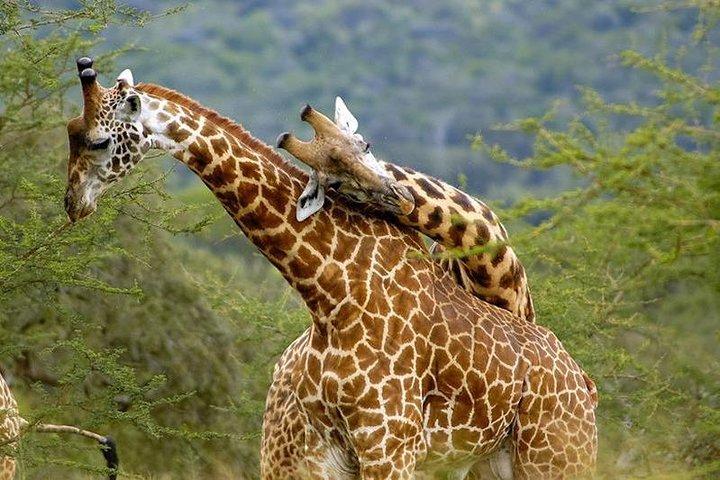7 Days Great Migration and Budget Safari in Kenya