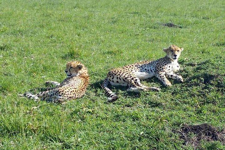 7 Days Great Migration and Budget Safari in Kenya